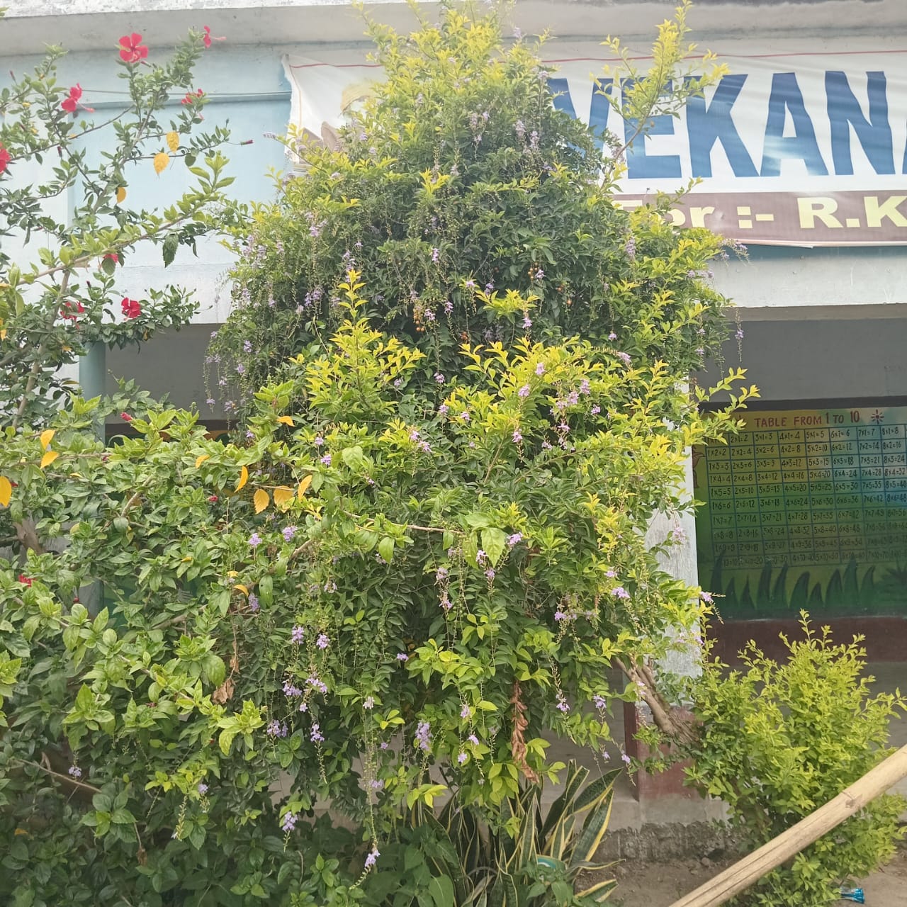 School Garden