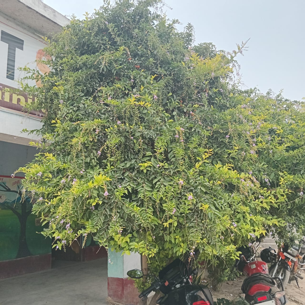 Green View